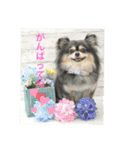 クゥーちゃんスタンプです（個別スタンプ：7）