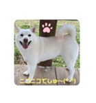 ぴょちでしゅ❤️（個別スタンプ：1）