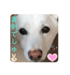 ぴょちでしゅ❤️（個別スタンプ：2）