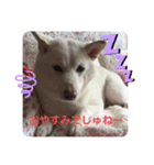 ぴょちでしゅ❤️（個別スタンプ：5）
