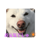 ぴょちでしゅ❤️（個別スタンプ：7）