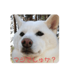 ぴょちでしゅ❤️（個別スタンプ：8）