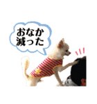 いまおん忍者達（個別スタンプ：7）