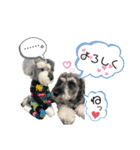 シュナウザー(ジルバ)（個別スタンプ：4）