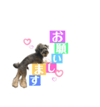 シュナウザー(ジルバ)（個別スタンプ：7）