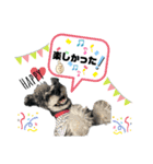 シュナウザー(ジルバ)（個別スタンプ：8）