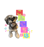 シュナウザー(ジルバ)（個別スタンプ：11）