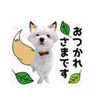 白い犬の敬語2（個別スタンプ：9）