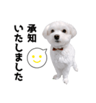 白い犬の敬語2（個別スタンプ：10）