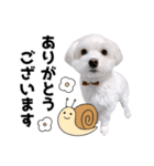 白い犬の敬語2（個別スタンプ：11）