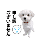 白い犬の敬語2（個別スタンプ：12）