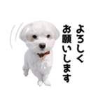 白い犬の敬語2（個別スタンプ：13）