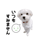 白い犬の敬語2（個別スタンプ：14）