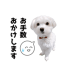 白い犬の敬語2（個別スタンプ：15）