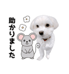 白い犬の敬語2（個別スタンプ：16）