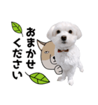 白い犬の敬語2（個別スタンプ：17）