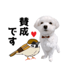 白い犬の敬語2（個別スタンプ：18）