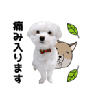 白い犬の敬語2（個別スタンプ：19）