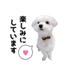 白い犬の敬語2（個別スタンプ：20）