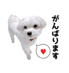 白い犬の敬語2（個別スタンプ：21）