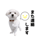 白い犬の敬語2（個別スタンプ：22）