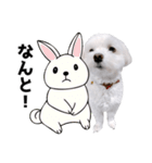 白い犬の敬語2（個別スタンプ：24）