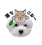 白い犬の敬語2（個別スタンプ：27）