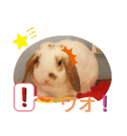 うさりおスタンプ4（個別スタンプ：11）