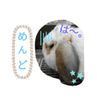 うさりおスタンプ4（個別スタンプ：16）