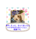 うさりおスタンプ4（個別スタンプ：21）