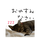 虎ノ介と春太の猫写真スタンプ（個別スタンプ：6）