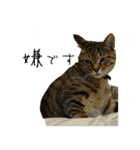 虎ノ介と春太の猫写真スタンプ（個別スタンプ：9）