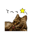 虎ノ介と春太の猫写真スタンプ（個別スタンプ：10）