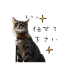 虎ノ介と春太の猫写真スタンプ（個別スタンプ：13）