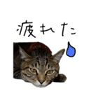 虎ノ介と春太の猫写真スタンプ（個別スタンプ：14）
