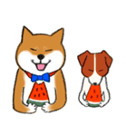 あざとかわいい柴犬こたろうの夏2020（個別スタンプ：1）