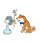 あざとかわいい柴犬こたろうの夏2020（個別スタンプ：4）