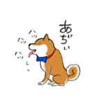 あざとかわいい柴犬こたろうの夏2020（個別スタンプ：5）