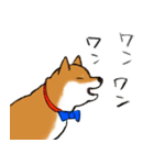 あざとかわいい柴犬こたろうの夏2020（個別スタンプ：8）