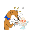 あざとかわいい柴犬こたろうの夏2020（個別スタンプ：15）