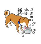 あざとかわいい柴犬こたろうの夏2020（個別スタンプ：24）