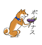 あざとかわいい柴犬こたろうの夏2020（個別スタンプ：30）