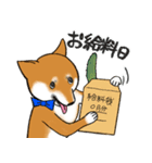 あざとかわいい柴犬こたろうの夏2020（個別スタンプ：31）