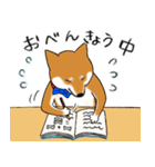 あざとかわいい柴犬こたろうの夏2020（個別スタンプ：37）