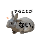 うさぎの写真で日常会話〜日本語編〜（個別スタンプ：8）