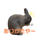 うさぎの写真で日常会話〜日本語編〜（個別スタンプ：11）