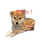 きな子はんの日常〜ほのぼのシリーズ〜（個別スタンプ：6）