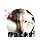 Chérie 4（個別スタンプ：1）