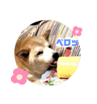 Chérie 4（個別スタンプ：2）