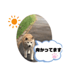 Chérie 4（個別スタンプ：4）